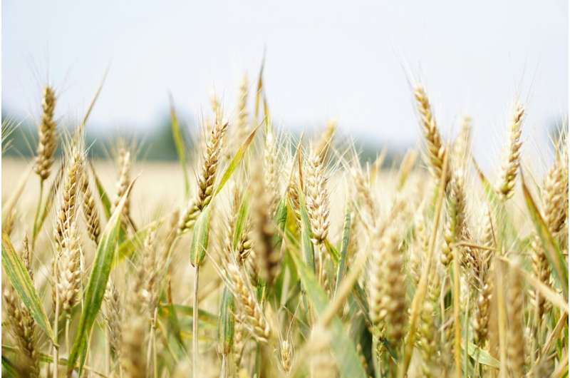 2026Adv12990's tweet photo. Early heat waves hit wheat yields hardest but boost resilience to subsequent heat waves read more: https://t.co/u9a5dSUSwF To Know More Information About Adv. PSPB 2027 Visit Our Website: https://t.co/GhkmIHgomg #agriculture #farming #farm #farmers #plants https://t.co/QHBN87nDy9