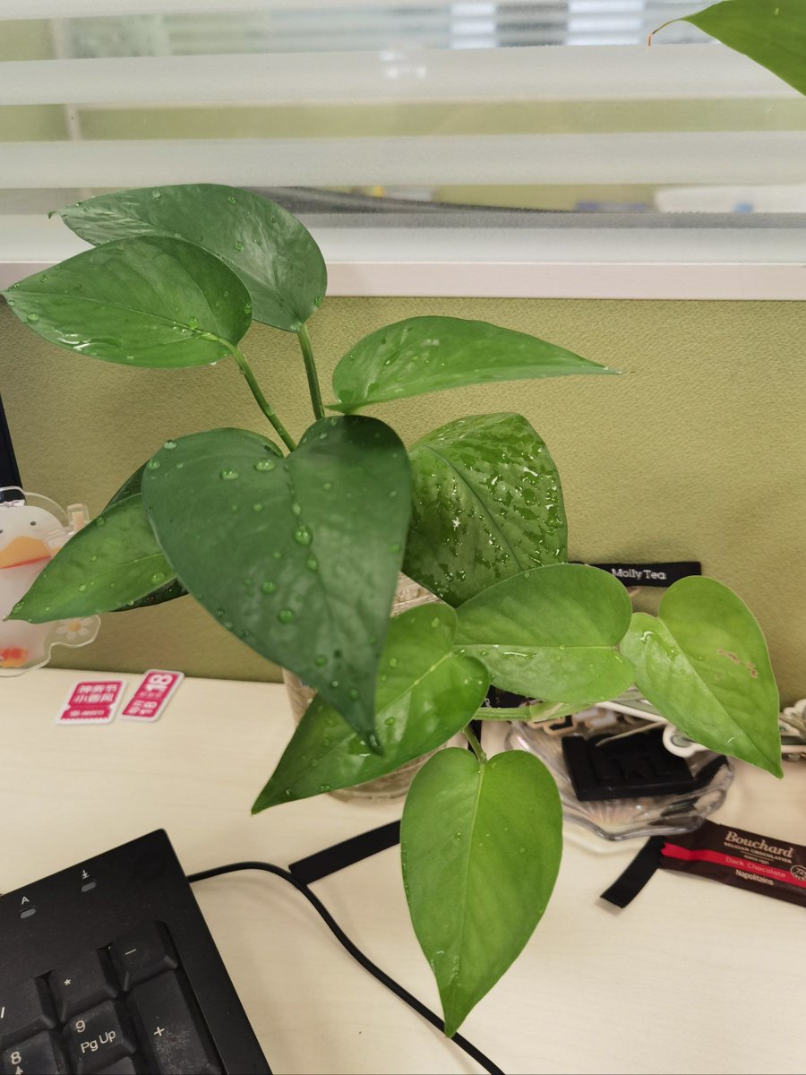 ailvb544330's tweet photo. Just realized my office plant started growing toward my laptop—said it needs more "screen time" to avoid being a case of "leaf loneliness" https://t.co/UunFM55030