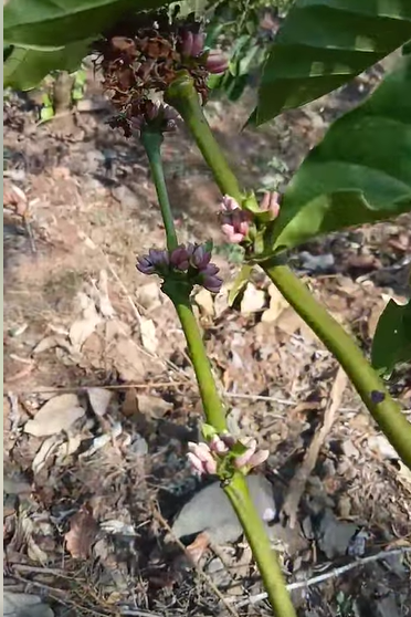 SpillingTheBean's tweet photo. *BREAKING #KC INDONESIA #COFFEE DROUGHT: Growers in Southern Sumatra's Bengkulu and Lampung #robusta regions are reporting PINKING for the new 2026-27 #robusta harvest as severe drought and extreme heat continue to intensify, this is a HUGE game changer and generally as per coffee agronomy means GAME OVER for the new flowering because once flowers start turning pink they are DEAD and cannot be recovered !! Can you please elaborate @sriee_m on the meaning of pinking ??