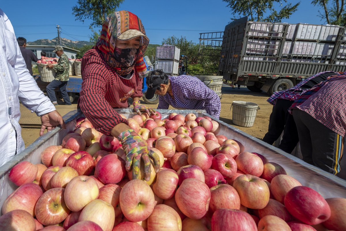 berrn246012's tweet photo. Today’s the harvest festival! Fresh apples, warm cider, and big smiles with the crew ， https://t.co/WVwb5v1rw8