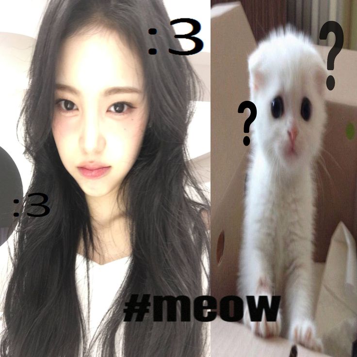 ianjesng's tweet photo. @Minjjukimn @Minjjukimn .. / Actually, I’m more of a white furred cat, unnyie. :c https://t.co/gs8c2GzIBZ