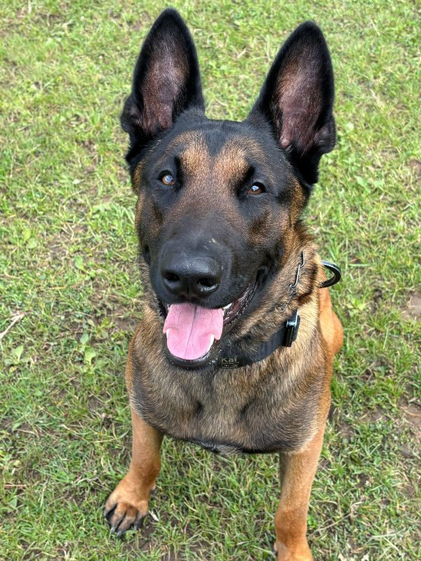 gsrescueelite's tweet photo. Kai is 18mths old and he is looking for a child and pet free home. Kai can be possessive over food and came to  us after an incident with Grandad and an ice cream, we are working on this but exp home needed 
#dogs #germanshepherd #Essex 
https://t.co/i9snSWhGQW https://t.co/gPLMeYkzMs