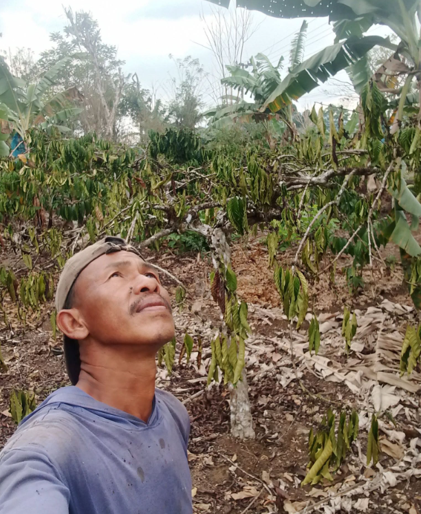 SpillingTheBean's tweet photo. *BREAKING #KC: INDONESIA #COFFEE DROUGHT continues to expand across Southern Sumatra, the country's TOP-producing region home to min 70-80% of the total annual output, with losses to the new 2026-27 #robusta rising and farmers PRAYING FOR RAIN to save what is left of the crop after unseasonal HEAVY RAINS already caused massive damage to the first wave of flowering, washing away the pollen and throwing flowers to the ground before any fruit set could happen. Now growers in both Lampung and Bengkulu regions are reporting PINKING which is hugely significant as this is when flowers turn pink and dies, beyond recovery. 
-Even if we are "in a near-death experience" let's remain patient and pray for rain, grower in Lampung,
-The rains will "hopefully come as soon as possible," another grower in Bengkulu,
-"There are no signs of rain yet. Feeling Sad," says a #robusta grower in Lampung.

The world of #coffee is entering another desperate year of weather disasters and there is no rescue from anywhere in the world !!