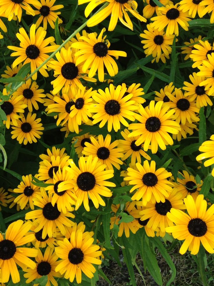 TheBiotaDiary's tweet photo. The beauty of Black-eyed Susan ~~~

#blackeyedsusan #flower #diary https://t.co/OhPX8z9IiO