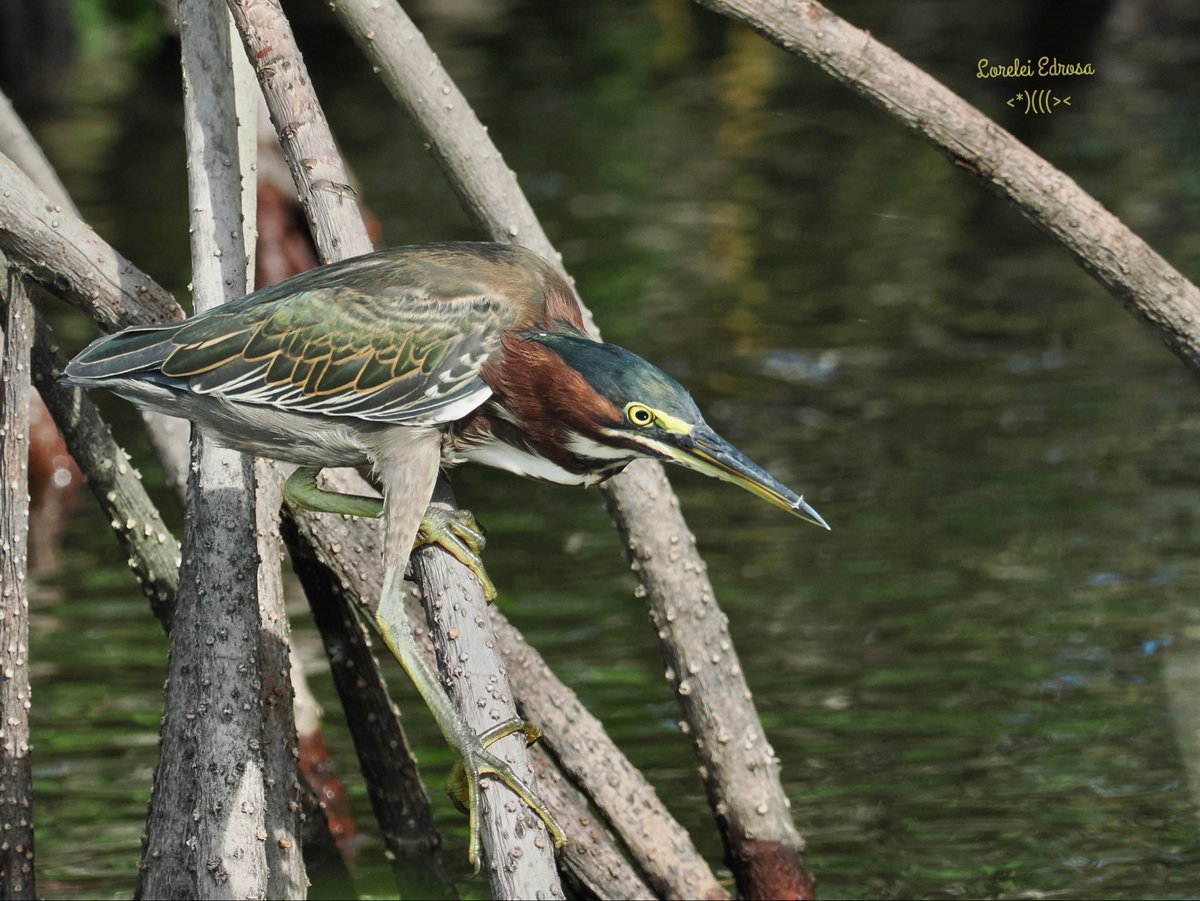 madbunting2's tweet photo. Green heron (one of my favorite waders)
Merritt Island National Wildlife Refuge, FL., USA https://t.co/ca6EIlr61t