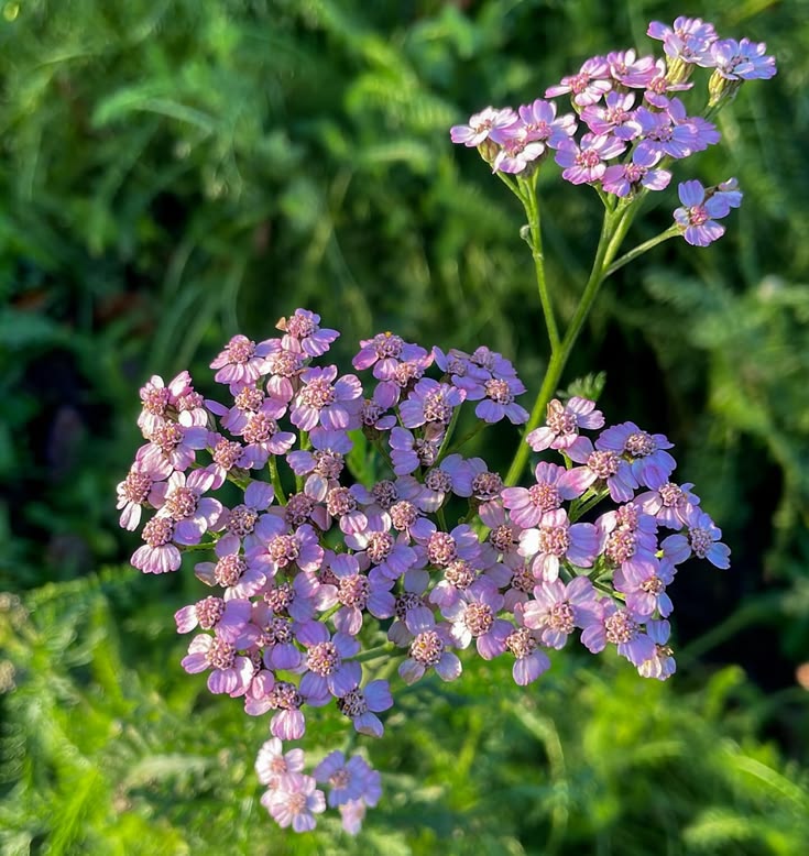 TheBiotaDiary's tweet photo. Little flowers symbolize inspiration ~~~

#yarrow #flower #diary https://t.co/YlsT9feliK
