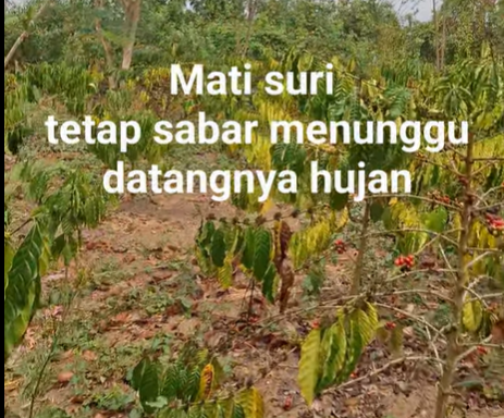 SpillingTheBean's tweet photo. *BREAKING #KC: INDONESIA #COFFEE DROUGHT continues to expand across Southern Sumatra, the country's TOP-producing region home to min 70-80% of the total annual output, with losses to the new 2026-27 #robusta rising and farmers PRAYING FOR RAIN to save what is left of the crop after unseasonal HEAVY RAINS already caused massive damage to the first wave of flowering, washing away the pollen and throwing flowers to the ground before any fruit set could happen. Now growers in both Lampung and Bengkulu regions are reporting PINKING which is hugely significant as this is when flowers turn pink and dies, beyond recovery. 
-Even if we are "in a near-death experience" let's remain patient and pray for rain, grower in Lampung,
-The rains will "hopefully come as soon as possible," another grower in Bengkulu,
-"There are no signs of rain yet. Feeling Sad," says a #robusta grower in Lampung.

The world of #coffee is entering another desperate year of weather disasters and there is no rescue from anywhere in the world !!