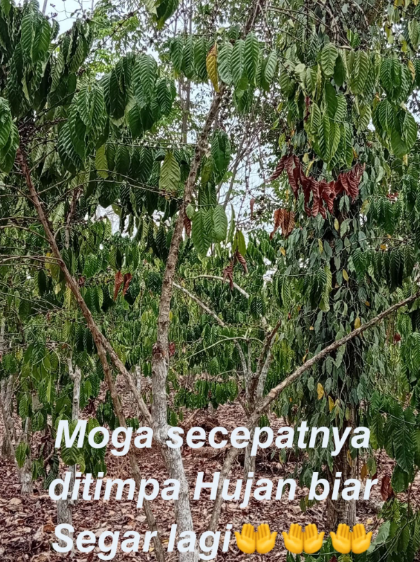 SpillingTheBean's tweet photo. *BREAKING #KC: INDONESIA #COFFEE DROUGHT continues to expand across Southern Sumatra, the country's TOP-producing region home to min 70-80% of the total annual output, with losses to the new 2026-27 #robusta rising and farmers PRAYING FOR RAIN to save what is left of the crop after unseasonal HEAVY RAINS already caused massive damage to the first wave of flowering, washing away the pollen and throwing flowers to the ground before any fruit set could happen. Now growers in both Lampung and Bengkulu regions are reporting PINKING which is hugely significant as this is when flowers turn pink and dies, beyond recovery. 
-Even if we are "in a near-death experience" let's remain patient and pray for rain, grower in Lampung,
-The rains will "hopefully come as soon as possible," another grower in Bengkulu,
-"There are no signs of rain yet. Feeling Sad," says a #robusta grower in Lampung.

The world of #coffee is entering another desperate year of weather disasters and there is no rescue from anywhere in the world !!