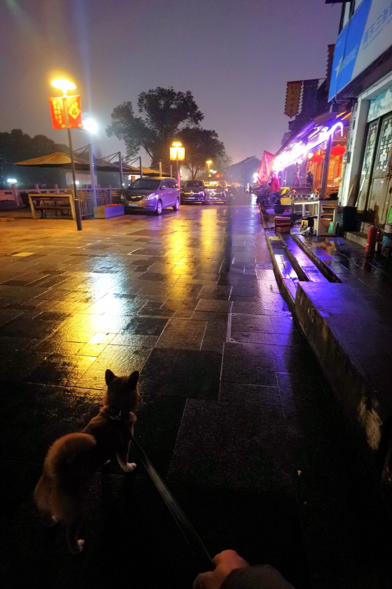 SILVIAPIQUINELA's tweet photo. [Neon glow fading on a wet storefront, a stray cat napping on the curb—late night city magic hits different.] https://t.co/Dj7WzUlhst