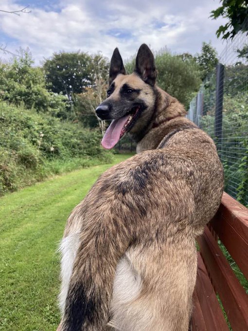 gsrescueelite's tweet photo. Indy is 7yrs old and she has been with us most her life. Indy is a sweet but shy girl who can live with older kids but she will need a patient home to give her time to settle 
#dogs #germanshepherd #Cornwall 
https://t.co/TQL6WmvFxc https://t.co/Tu5xraiF1v