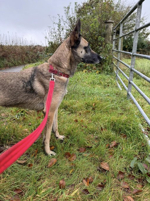 gsrescueelite's tweet photo. Indy is 7yrs old and she has been with us most her life. Indy is a sweet but shy girl who can live with older kids but she will need a patient home to give her time to settle 
#dogs #germanshepherd #Cornwall 
https://t.co/TQL6WmvFxc https://t.co/Tu5xraiF1v