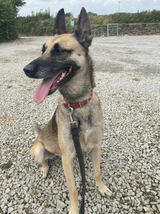gsrescueelite's tweet photo. Indy is 7yrs old and she has been with us most her life. Indy is a sweet but shy girl who can live with older kids but she will need a patient home to give her time to settle 
#dogs #germanshepherd #Cornwall 
https://t.co/TQL6WmvFxc https://t.co/Tu5xraiF1v
