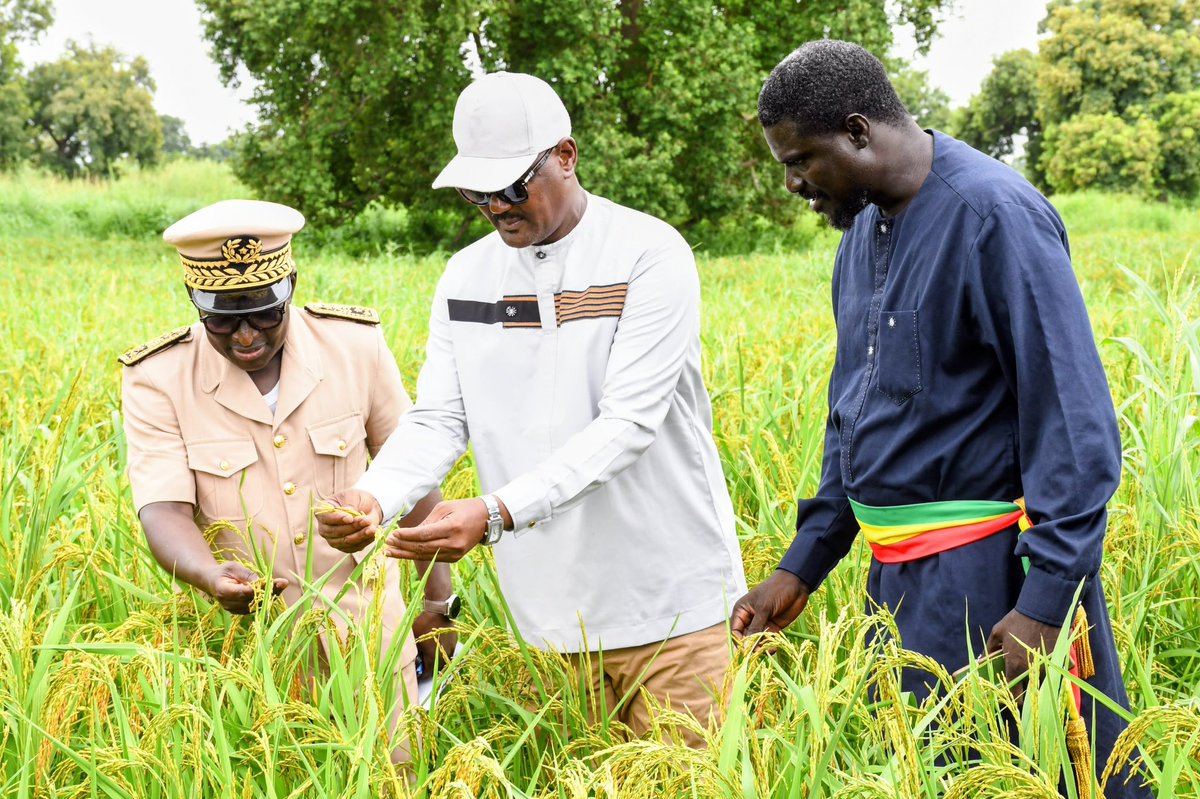 MASAE_sn's tweet photo. SINTHIOU MALEM | JOUR 3

La tournée de suivi de la Campagne agricole 2026 se poursuit à Sinthiou Malem avec la visite d’une parcelle de 1 hectare dédiée à la multiplication de semences de riz, avec l’accompagnement de la Direction de l’Agriculture et de tous les services déconcentrés du MASAE .

Une étape tournée vers la préparation de la prochaine campagne : la récolte est prévue le 27 septembre.

Produire des semences de qualité aujourd’hui pour mieux sécuriser les productions de demain.