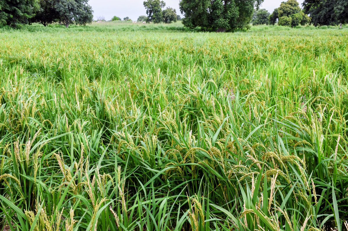 MASAE_sn's tweet photo. SINTHIOU MALEM | JOUR 3

La tournée de suivi de la Campagne agricole 2026 se poursuit à Sinthiou Malem avec la visite d’une parcelle de 1 hectare dédiée à la multiplication de semences de riz, avec l’accompagnement de la Direction de l’Agriculture et de tous les services déconcentrés du MASAE .

Une étape tournée vers la préparation de la prochaine campagne : la récolte est prévue le 27 septembre.

Produire des semences de qualité aujourd’hui pour mieux sécuriser les productions de demain.