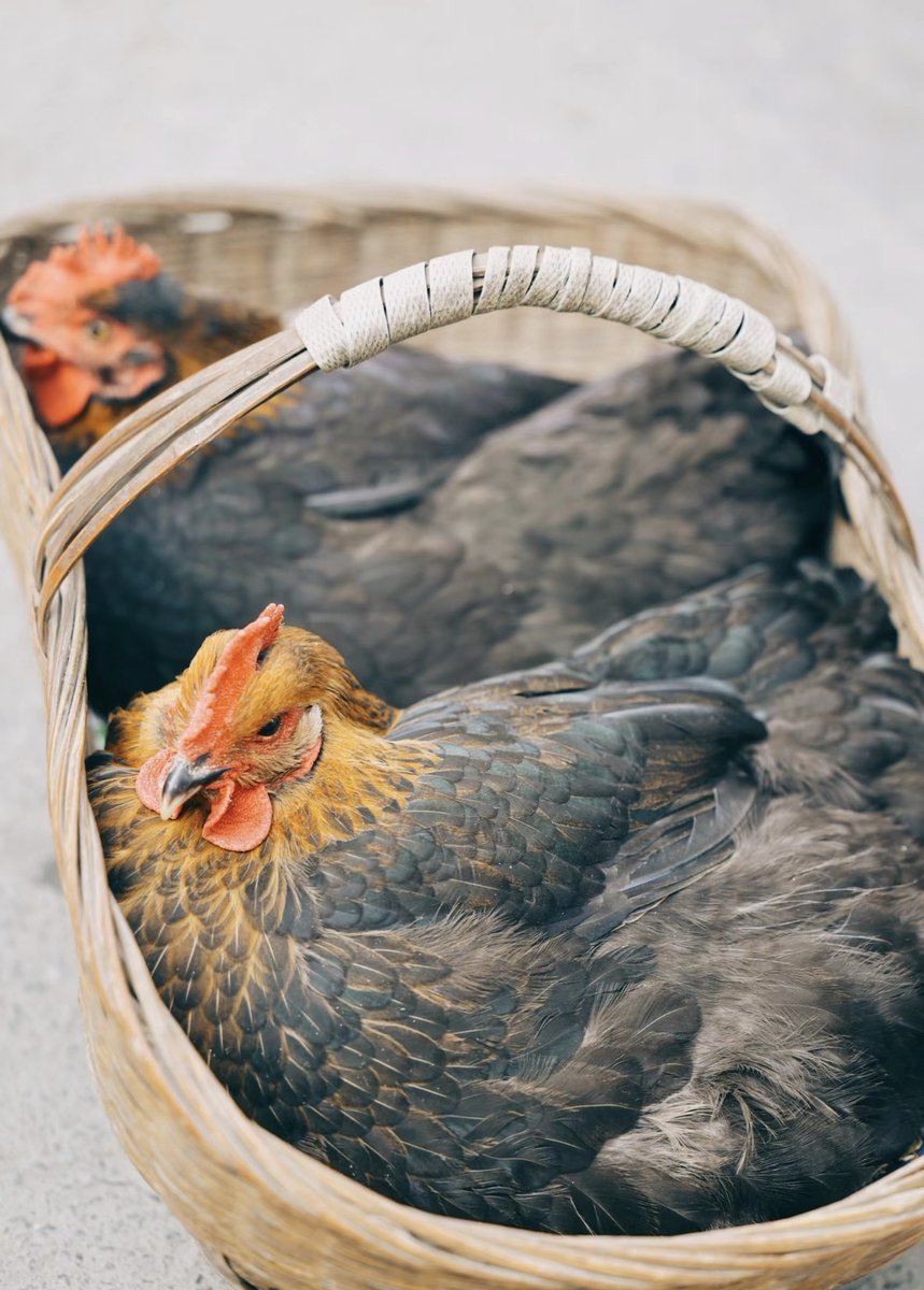 dahlu760146's tweet photo. Fresh local organic veggies u0026 free-range eggs just hit the market! Stock up for your healthy weekend meals — no fancy ingredients needed, just real, tasty picks ， https://t.co/8XNtyvUA9v