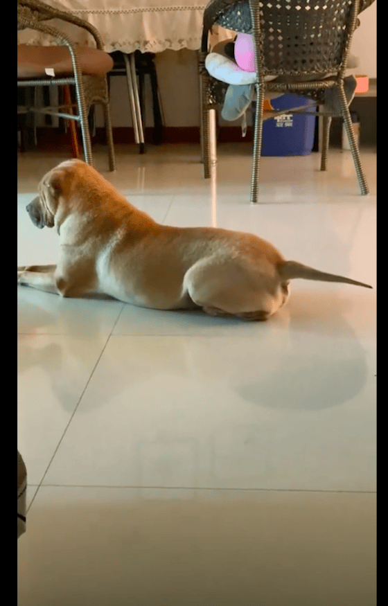 AlexisAriehml's tweet photo. Mi perro me espera con su cola cada día, hace que mis días grises sean cálidos y llenos de amor ， https://t.co/86XQnsreil