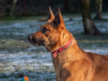 gsrescueelite's tweet photo. Bambi is 3yrs old and she has a sweet and friendly temperament. Bambi can live with older kids and arrived with Bonnie so they can be rehomed together or possibly live another dog 
#dogs #germanshepherd #Cornwall 
https://t.co/ME6SB2Q07N https://t.co/svzAoMQcBB