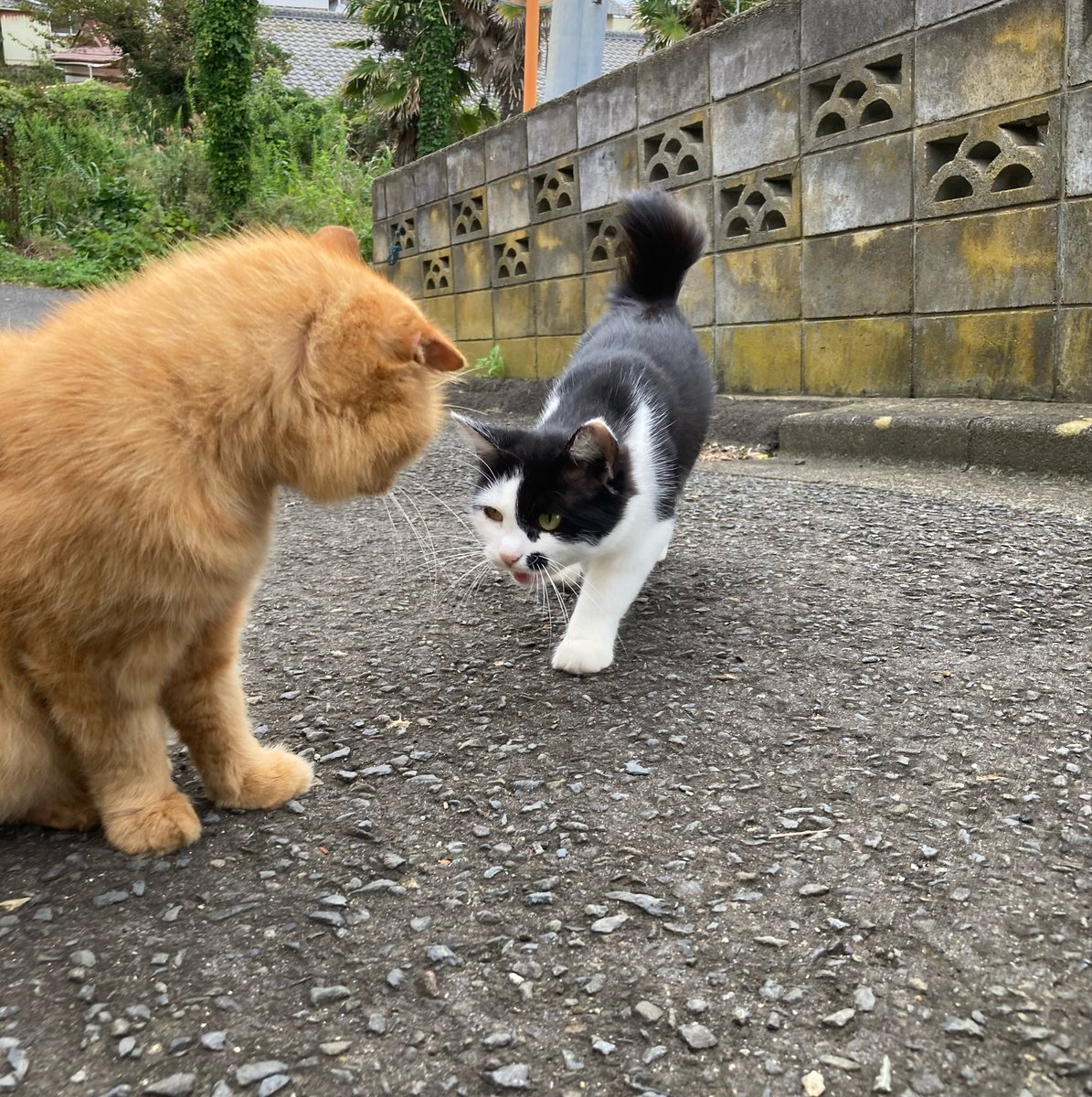 kuronekotashiro's tweet photo. こちらもどうぞ😸

#猫島 #tashirojima #catisland #田代島クロネコ堂 #CatsOfX #cats https://t.co/MaeLzc7Xsh