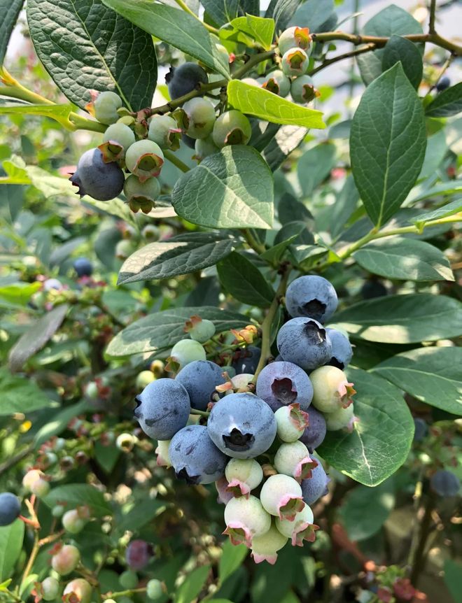 TerenceFerpxbw's tweet photo. Loved the plump, sweet wild blueberries from local farmers! No added sugar, juicy texture perfect for morning oats. A must-pick for fresh fruit lovers https://t.co/l7LopcV8Av