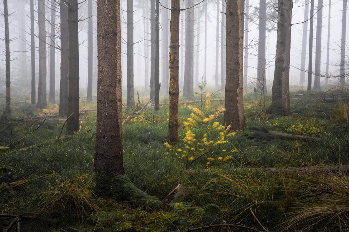albertdrosphoto tweet picture
