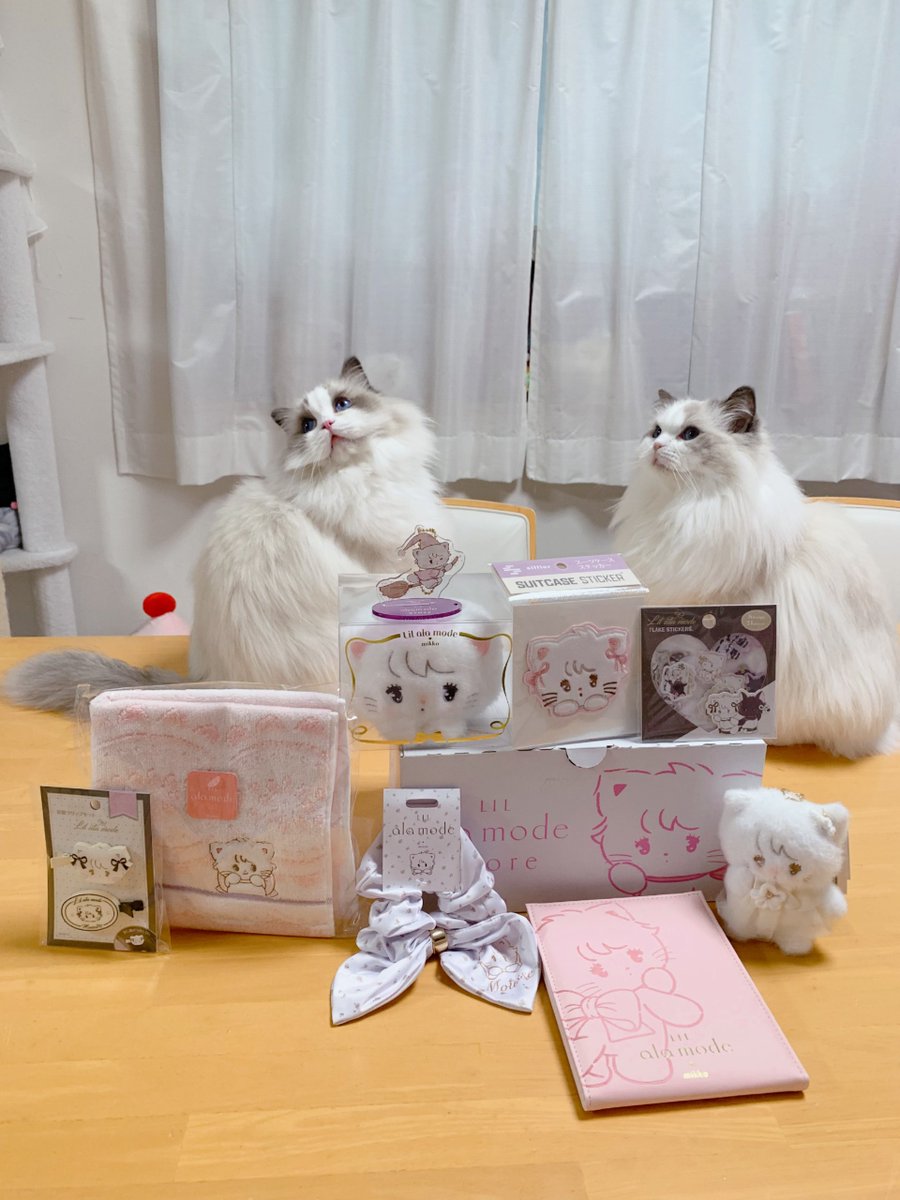 411hoshi's tweet photo. ハニー＆ファニー可愛すぎてついつい写真撮りすぎる🥺💗絶対1枚でいいよね〜って思いながら撮っててさ見返したら全部可愛くて消せなかった🤣
可愛い物が増えていく〜🫶🏻︎💗🎀
 #ねこ  #リルアラモード  #Lilalamode https://t.co/WCn4o5WKR3