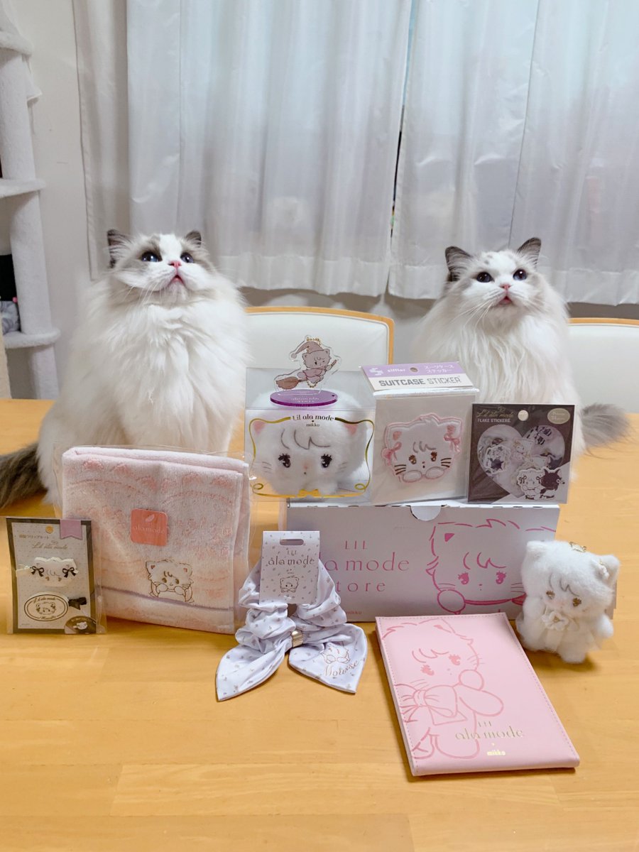 411hoshi's tweet photo. ハニー＆ファニー可愛すぎてついつい写真撮りすぎる🥺💗絶対1枚でいいよね〜って思いながら撮っててさ見返したら全部可愛くて消せなかった🤣
可愛い物が増えていく〜🫶🏻︎💗🎀
 #ねこ  #リルアラモード  #Lilalamode https://t.co/WCn4o5WKR3