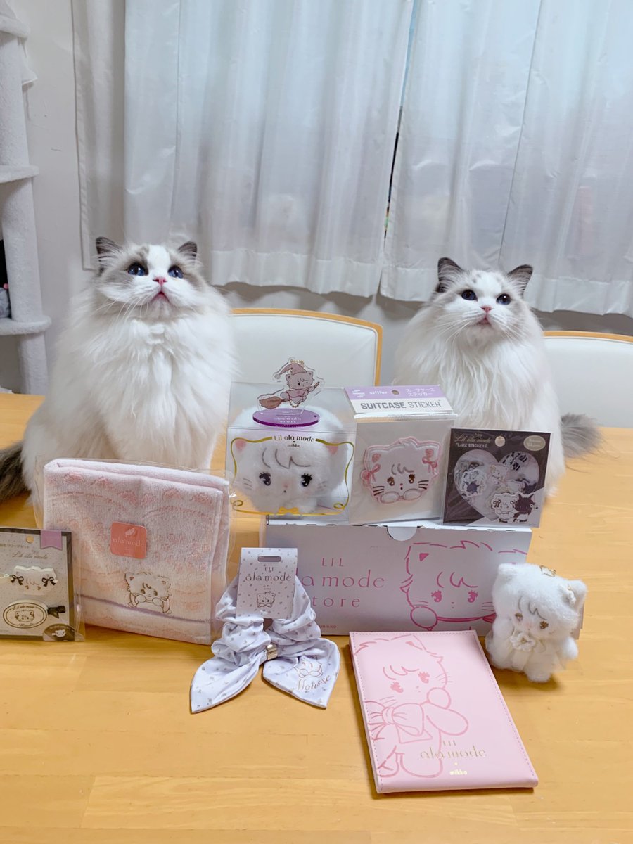 411hoshi's tweet photo. ハニー＆ファニー可愛すぎてついつい写真撮りすぎる🥺💗絶対1枚でいいよね〜って思いながら撮っててさ見返したら全部可愛くて消せなかった🤣
可愛い物が増えていく〜🫶🏻︎💗🎀
 #ねこ  #リルアラモード  #Lilalamode https://t.co/WCn4o5WKR3