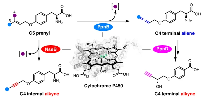 nchembio's tweet photo. Allenes and alkynes can be biosynthesized via oxidative C(sp2)-demethylation of a prenyl group by fungal cytochrome P450s, expanding the catalytic repertoire of P450 enzymes

https://t.co/42k6Vh0TpA https://t.co/MODtyJX8CS