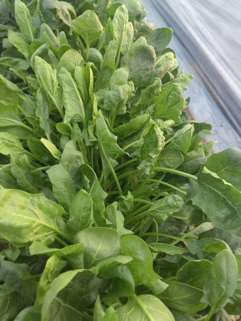 EllenaBeni5mb's tweet photo. Just tried the new organic spinach from local farms—crisp, sweet, and packed with that fresh earthy kick! Perfect for smoothies or salads, no bitter aftertaste at all. https://t.co/kAWXjWw73K