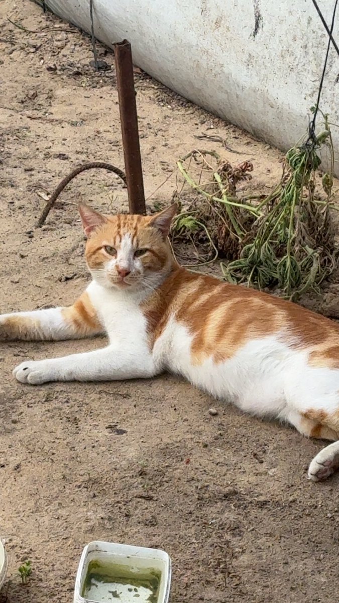 Mo7mmd30's tweet photo. My cats and i are still alive here Gaza🇵🇸 https://t.co/gI6f9vdX4c