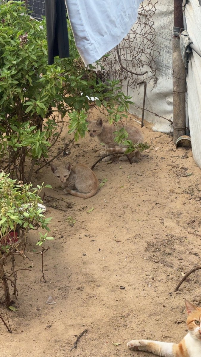 Mo7mmd30's tweet photo. My cats and i are still alive here Gaza🇵🇸 https://t.co/gI6f9vdX4c