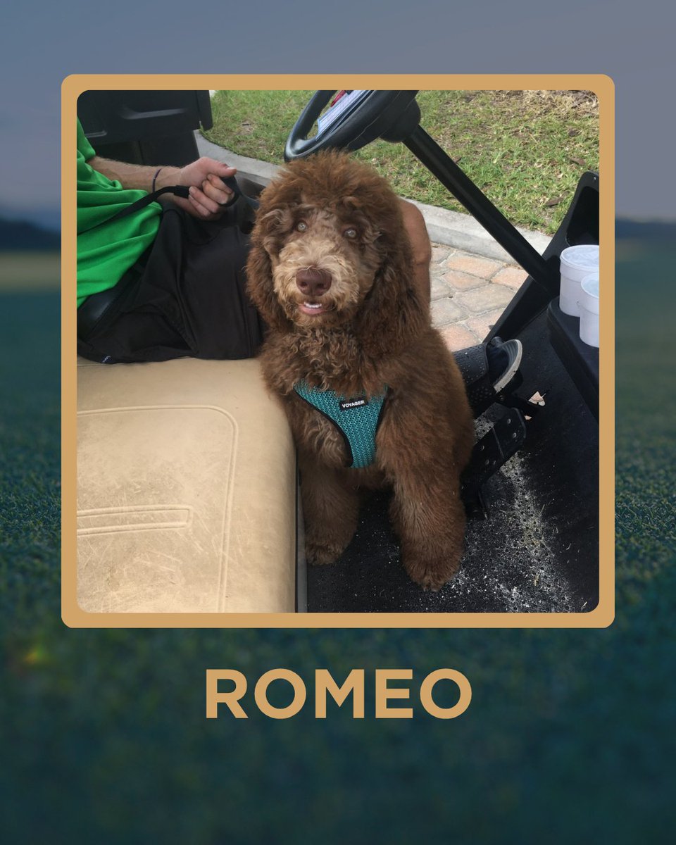 5ClubsGolf's tweet photo. Dogs of the Week welcomed a few unexpected guests. 🐶🦘

Louie leads off, followed by golf-loving kangaroos from Western Australia, Koda patrolling a backyard putting green, and Romeo showing off his latest look.

Submit your dog: dogs@5clubsgolf.com

#DogsOfTheWeek #GolfDogs #GolfLife #5ClubsGolf