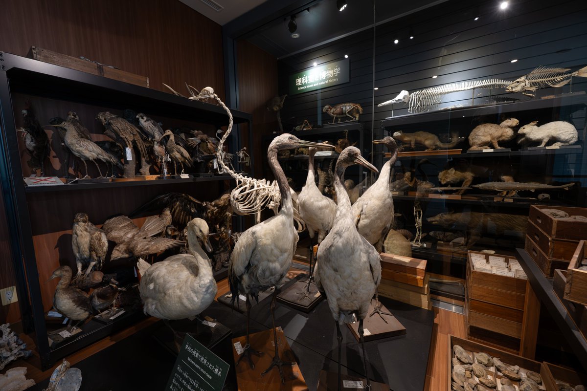 Tapirium's tweet photo. 今にも動き出しそうな迫力満点の博物館に行ってきました。

これだけ見応えがあるのに大人1人600円は安すぎる、、、

📍北九州市立自然史・歴史博物館【いのちのたび博物館】 https://t.co/290obVkniT