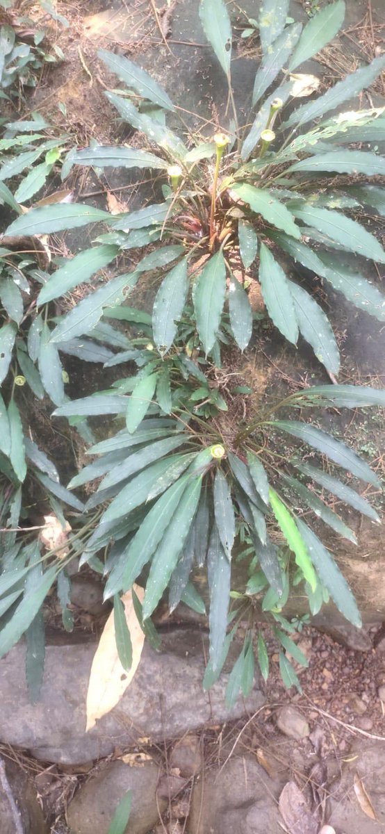 mame3__g's tweet photo. Bucephalandra cf. minotaur "Suak Mansi" Kab. Sekadau ［BP60901］

West Kalimantan
Sekadau
Nanga Mahap
Suak Mansi

#ブセファランドラ
#ブセ原種 https://t.co/pDTdm4KAAJ