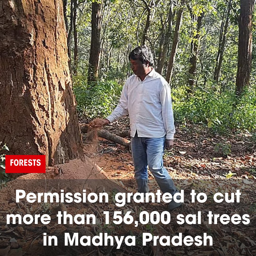 down2earthindia's tweet photo. Over 156,000 sal trees in Madhya Pradesh’s Amarkantak region will be felled after a central government nod to curb a severe sal borer outbreak, with Dindori’s Karanjia Range worst hit and forest officials deploying trap trees and insect buyback schemes to contain the epidemic, reports @bsrivas 
Read: https://t.co/K2vnDqlEWO
#SalBorer #PestInfestation