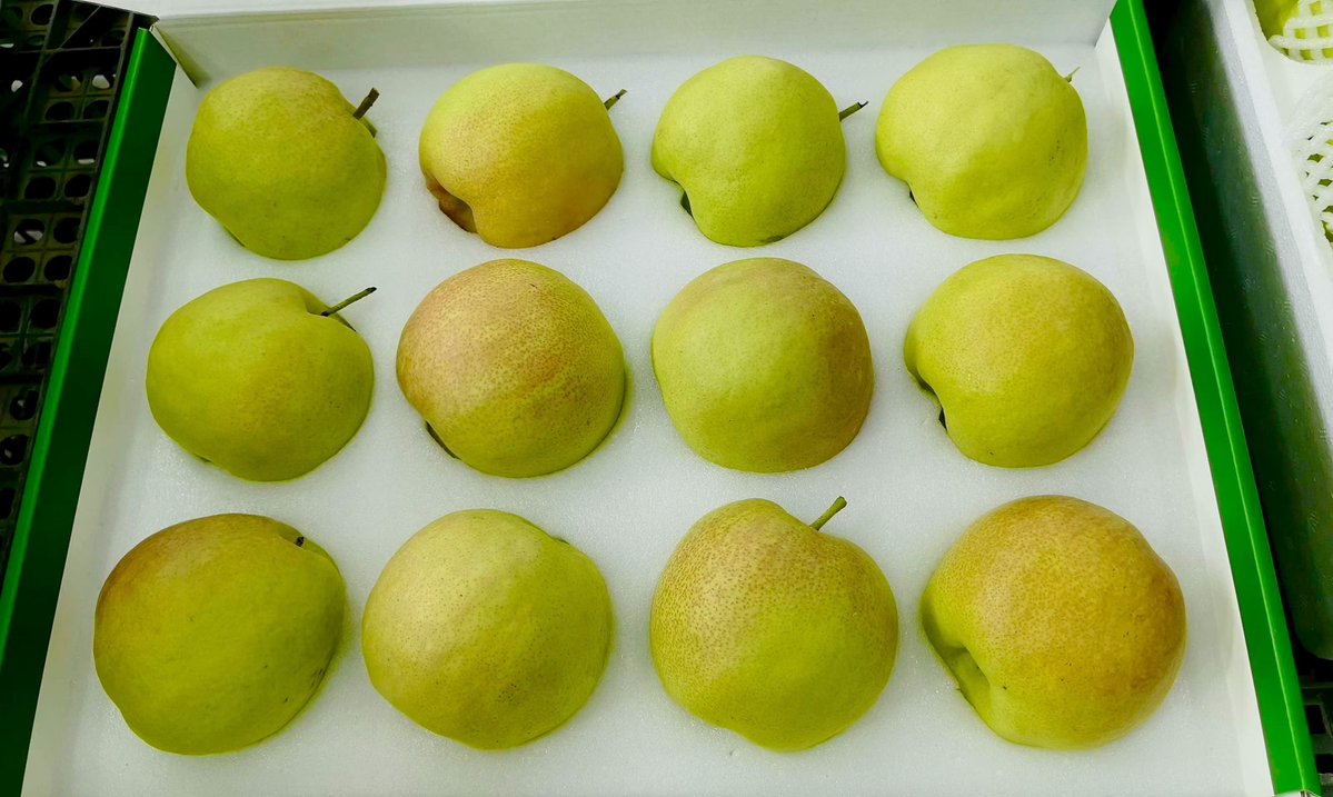jiu_lu90233's tweet photo. 这是库尔勒玉露香梨，甜❤️❤️！吃过没？This is Korla Yulu Fragrant Pear, sweet ️ ️ ️! Have you eaten? https://t.co/yJKMgzhrdG
