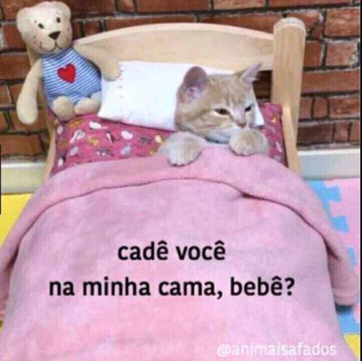 acervobichinho's tweet photo. https://t.co/nrEFTpJvK5