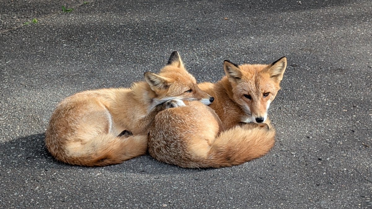 kitakitsunefarm's tweet photo. 世間では今日からシルバーウィークで5連休らしいですね(うらやましい…)
出来ればのんびり過ごしたい…写真だけでものんびり平和な #まえしろ ♀＆ #ナルト ♂をお届けいたします…
#北きつね牧場 #キタキツネ #仲良し同級生 https://t.co/NE37YBQZlZ