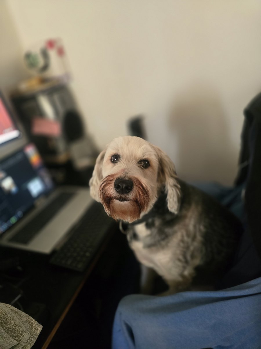 claudiacvb's tweet photo. @nadiedicenada_ @cmdeluzu  @NicolasOcchiato
Koby quiere a #SofifijaLuzu https://t.co/KoKSvhgMK2