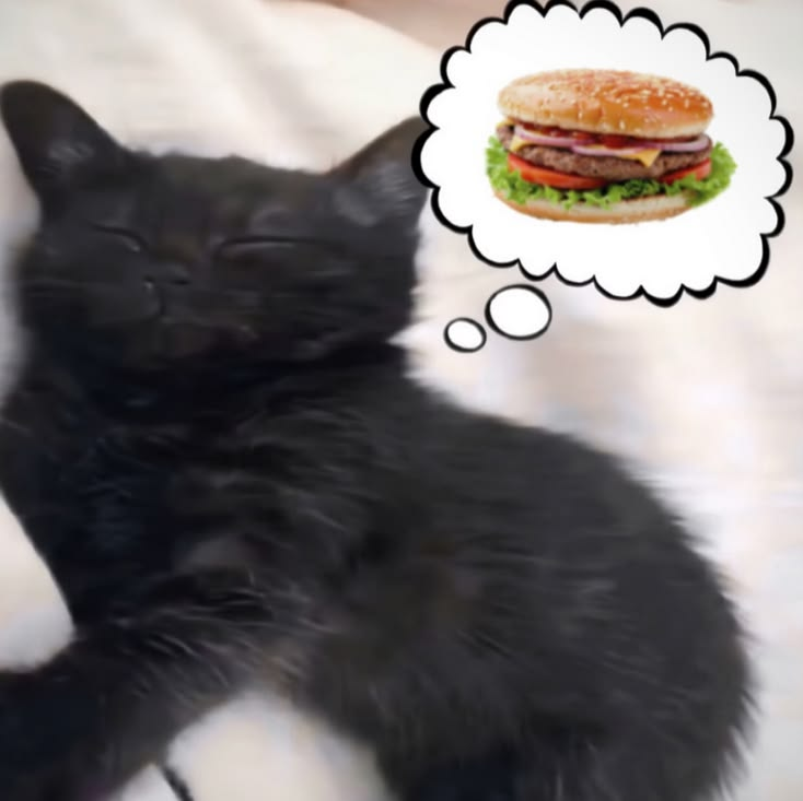 CatPosted's tweet photo. https://t.co/E7fnvqpEr1