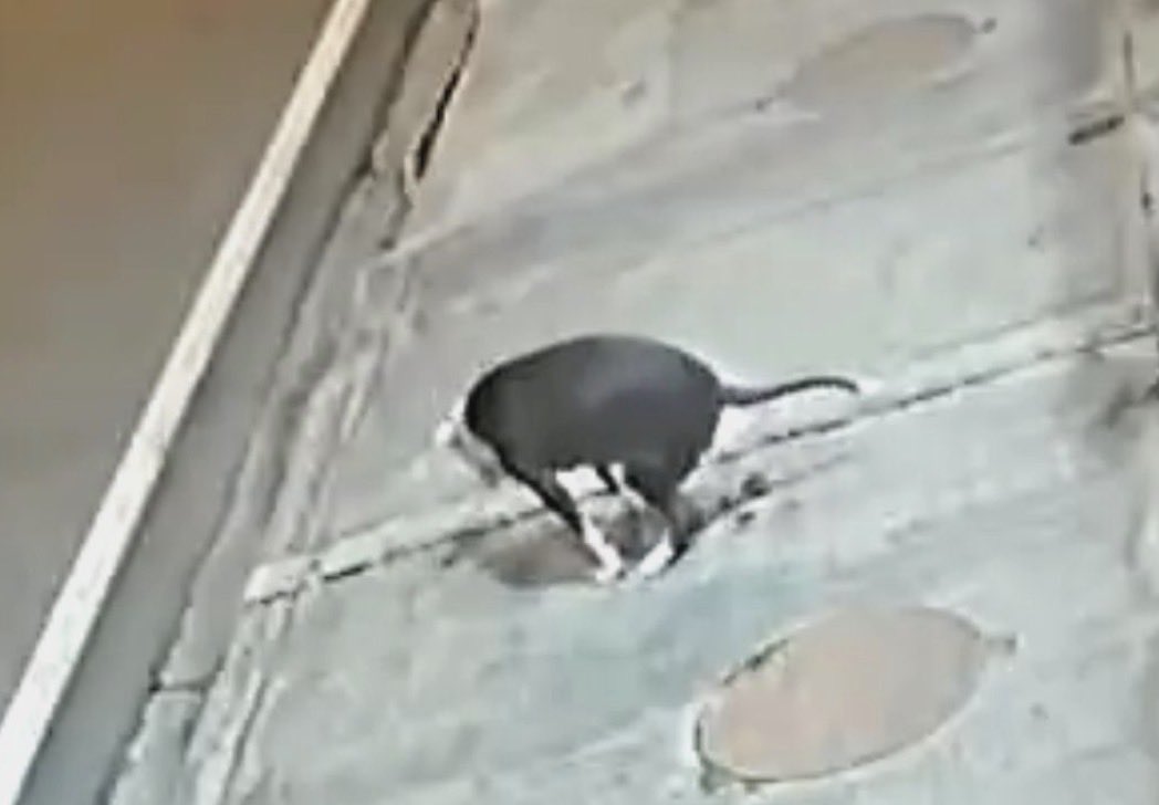 Vane869201531's tweet photo. En el sector de @Urb_MuchoLote2 paraiso del rio 2 y alameda.. Malos vecinos botan a sus perros a las 4 de la mañana a q hagan sus necesidades donde les da la gana poniendo en evidencia lo puercos y desorganizados q son los dueños para tener animales @181Responde @alcaldiagye https://t.co/9j0Sq7Shjo