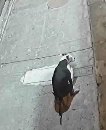 Vane869201531's tweet photo. En el sector de @Urb_MuchoLote2 paraiso del rio 2 y alameda.. Malos vecinos botan a sus perros a las 4 de la mañana a q hagan sus necesidades donde les da la gana poniendo en evidencia lo puercos y desorganizados q son los dueños para tener animales @181Responde @alcaldiagye https://t.co/9j0Sq7Shjo
