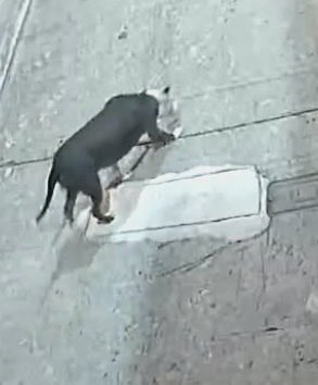 Vane869201531's tweet photo. En el sector de @Urb_MuchoLote2 paraiso del rio 2 y alameda.. Malos vecinos botan a sus perros a las 4 de la mañana a q hagan sus necesidades donde les da la gana poniendo en evidencia lo puercos y desorganizados q son los dueños para tener animales @181Responde @alcaldiagye https://t.co/9j0Sq7Shjo