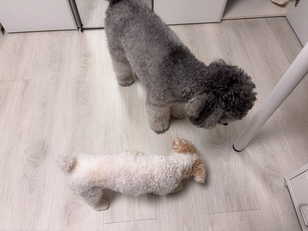 zmdzmdblue's tweet photo. 본가 오면 공부 못하는 이유 https://t.co/sMUBJ4cPKo