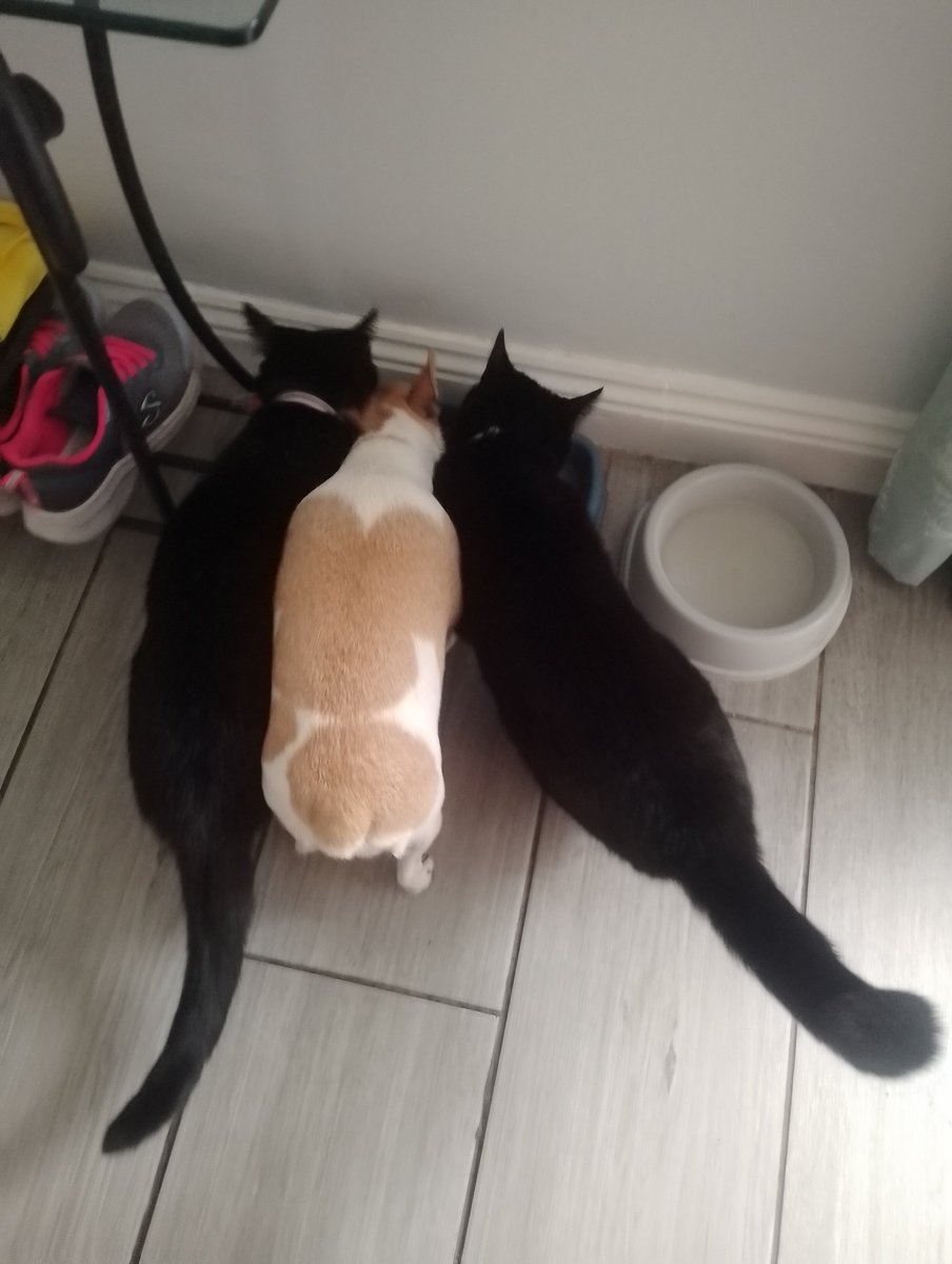 JoeSeward1's tweet photo. Lunch Time feed here !
Two into Three doesn't go
But they are friends .
Jack Russell๐ (Poppy) and two black Cats ๐โโฌ๐โโฌ
Sooty and Minnie Moo
#Dog
#CatsandDogs https://t.co/dHhA5Rg4bE