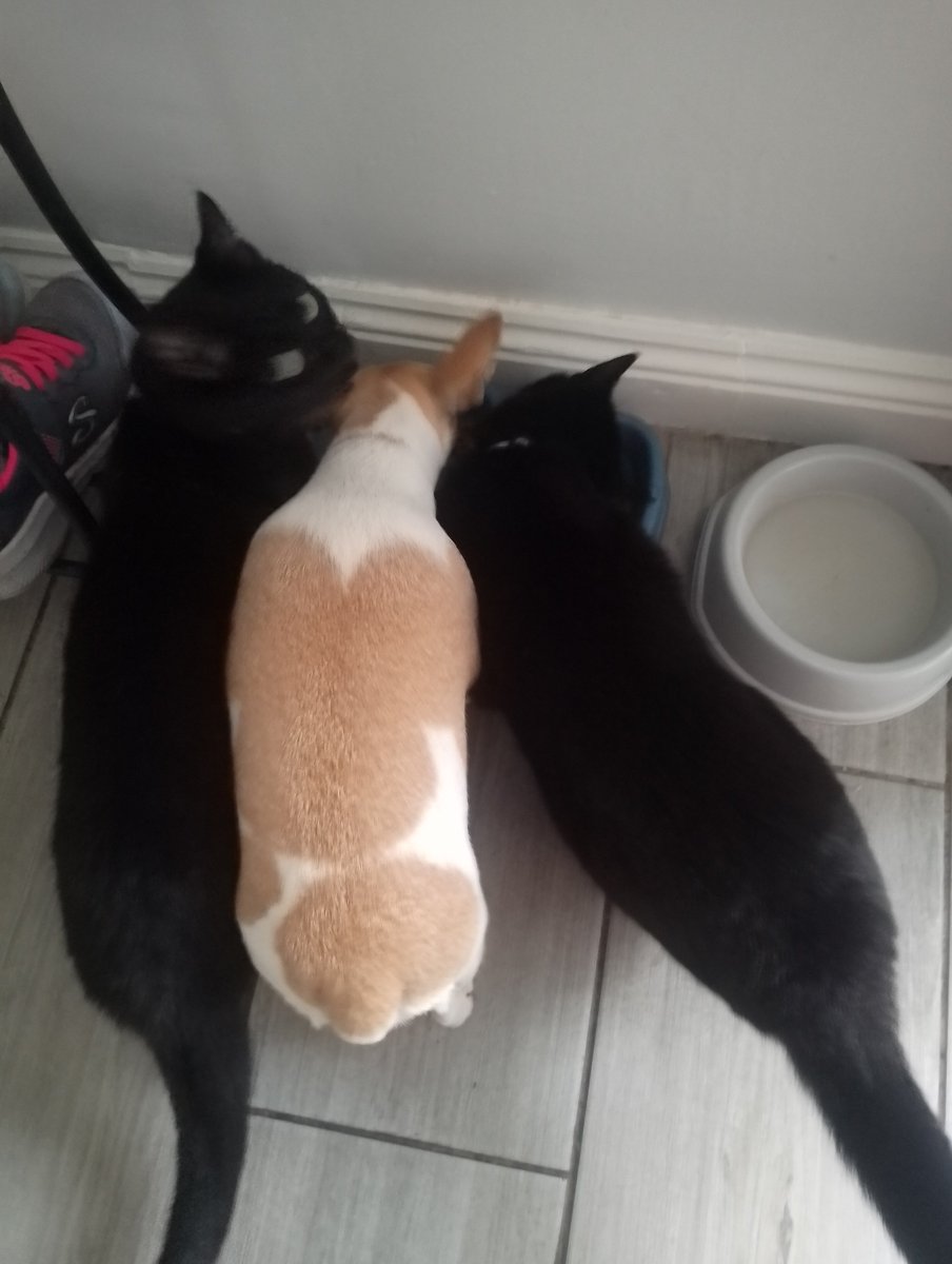 JoeSeward1's tweet photo. Lunch Time feed here !
Two into Three doesn't go
But they are friends .
Jack Russell๐ (Poppy) and two black Cats ๐โโฌ๐โโฌ
Sooty and Minnie Moo
#Dog
#CatsandDogs https://t.co/dHhA5Rg4bE