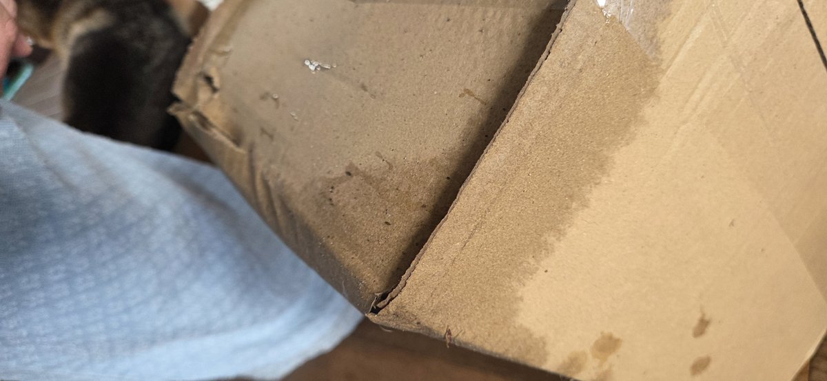 StarAWings's tweet photo. @SHEIN_Official why is this acceptable? This is how I received my parcel and the items inside smell of mold and have brown stains. Last time this happened I reported it and still you made me pay for the items despite me returning them. Again you try to scam me. https://t.co/Qs3NONMAUT