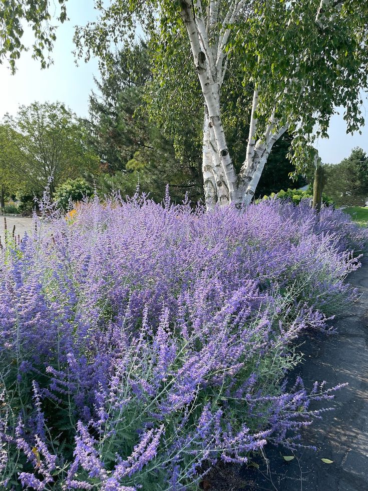 TheBiotaDiary's tweet photo. Shapes like lavender, symbolizing wisdom

#russiansage #flower #diary https://t.co/e0KhalHQq7