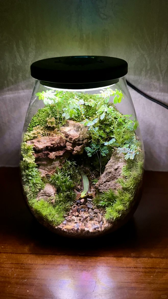 MarcenePeaiz's tweet photo. Turn an old mason jar into a cute plant terrarium—no fancy skills needed! Upcycling for small space vibes ， https://t.co/GY8sCMw0uB