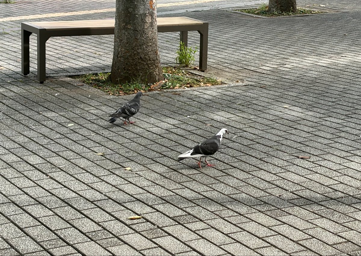 ibuka_ib's tweet photo. 頭が白い鳩いた https://t.co/GYjGHzLoOX
